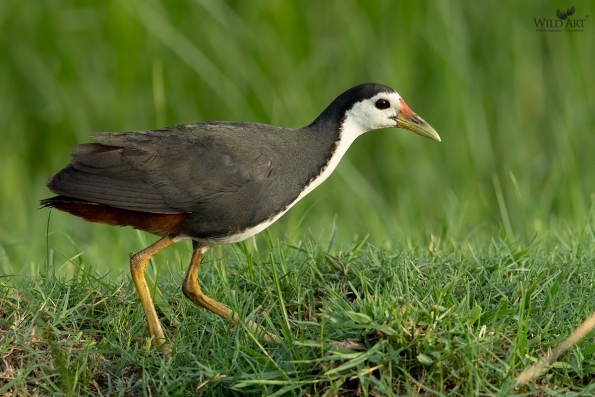 Rails, Crakes & Coots (Rallidae)