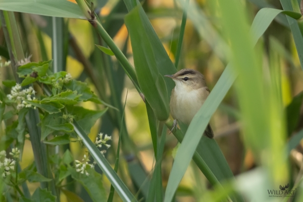 Reed Warblers & Allies (Acrocephalidae)