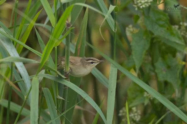Reed Warblers & Allies (Acrocephalidae)