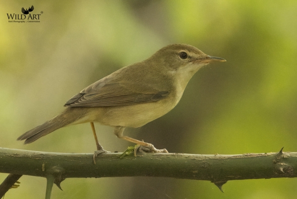 Reed Warblers & Allies (Acrocephalidae)