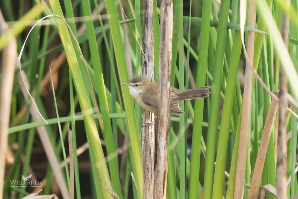 Reed Warblers & Allies (Acrocephalidae)