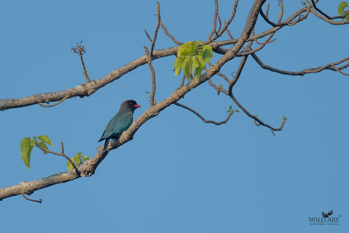 Oriental Dollarbird