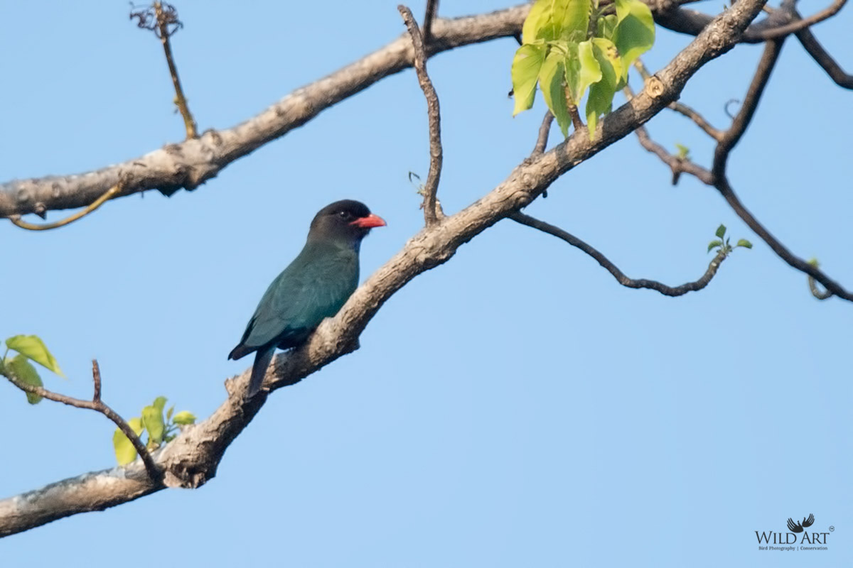 Oriental Dollarbird