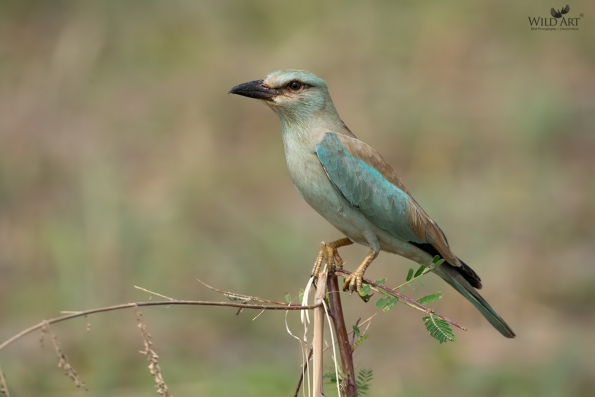 European Roller