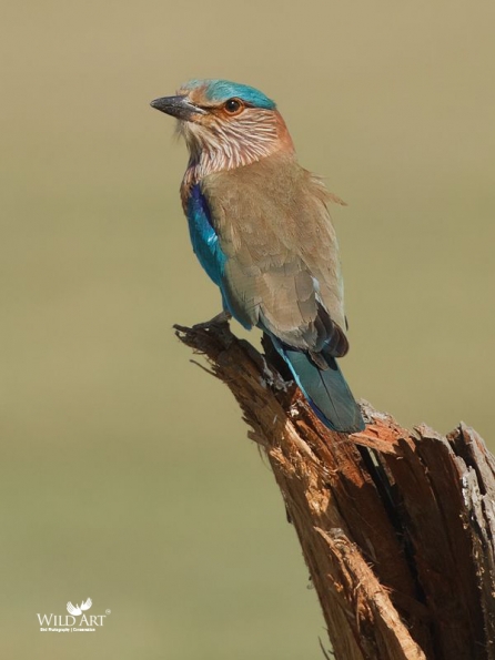 Rollers (Coraciidae)