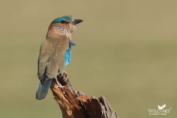Indian Roller