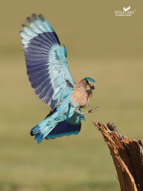 Indian Roller
