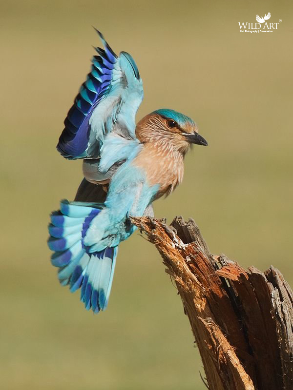 Indian Roller