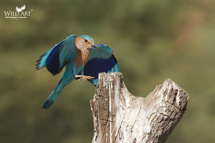 Indian Roller
