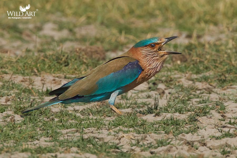 Indian Roller