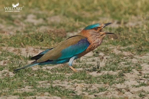 Indian Roller