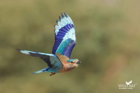 Indian Roller