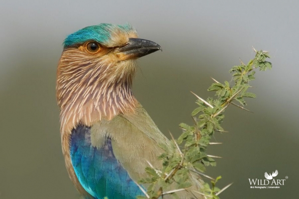 Indian Roller