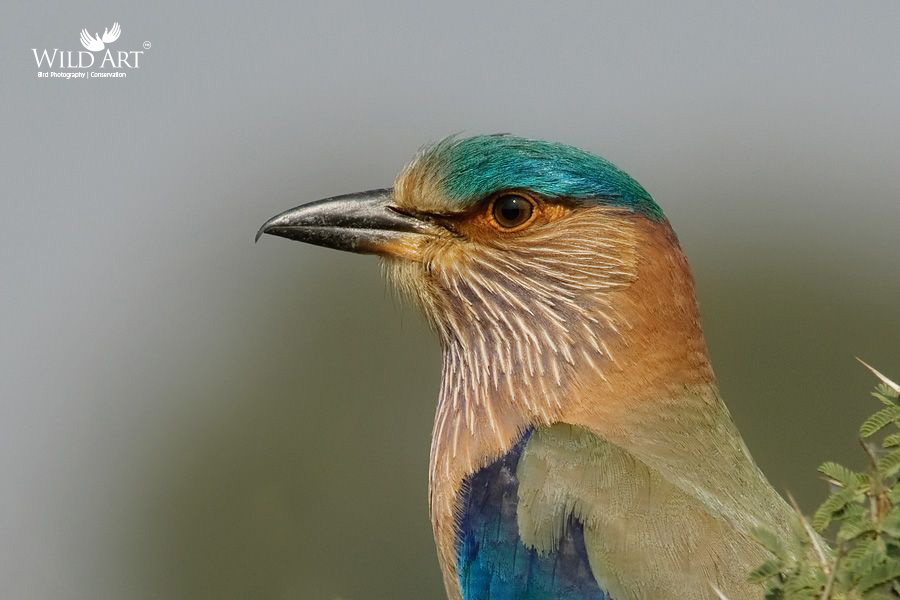Indian Roller