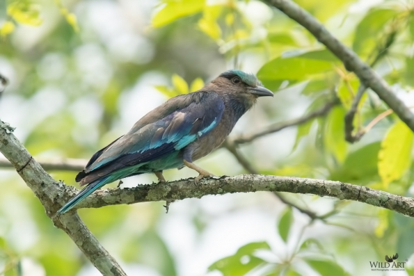 Rollers (Coraciidae)