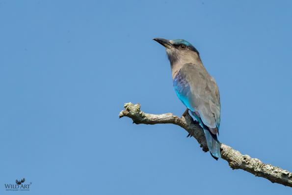 Indo-chinese Roller