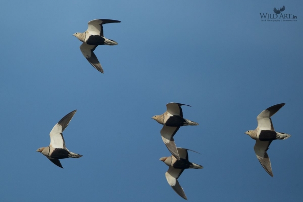 Sandgrouses (Pteroclidae)