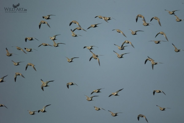 Sandgrouses (Pteroclidae)