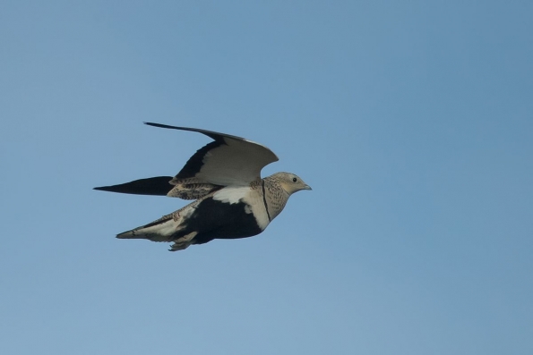 Sandgrouses (Pteroclidae)