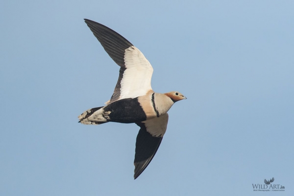 Sandgrouses (Pteroclidae)