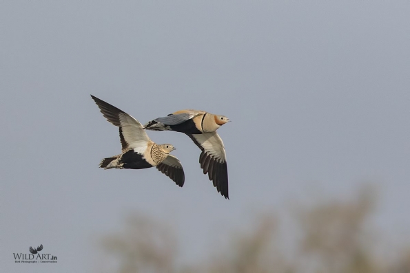 Sandgrouses (Pteroclidae)