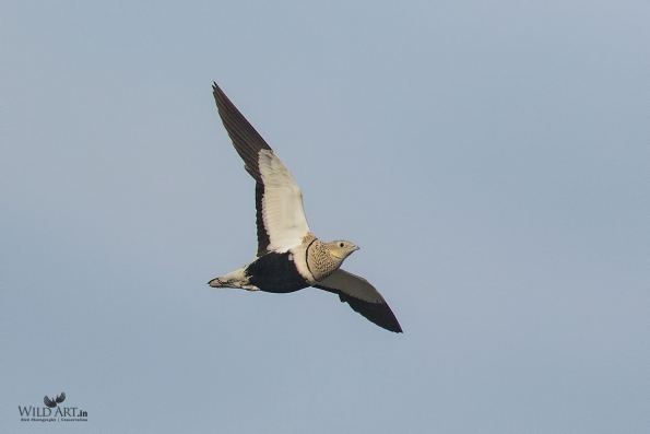 Sandgrouses (Pteroclidae)