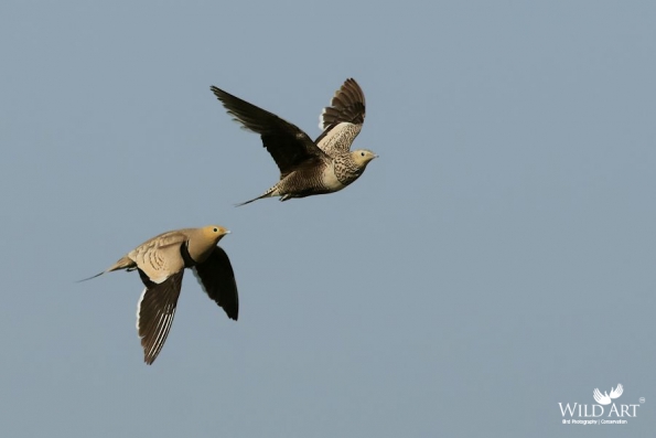 Sandgrouses (Pteroclidae)