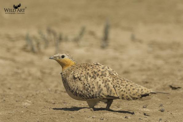 Sandgrouses (Pteroclidae)