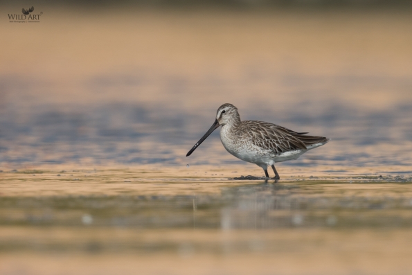 Sandpipers, Snipes (Scolopacidae)