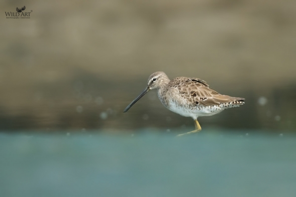 Sandpipers, Snipes (Scolopacidae)