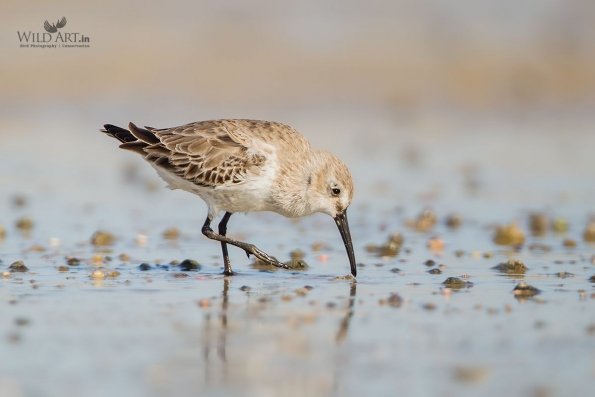 Sandpipers, Snipes (Scolopacidae)