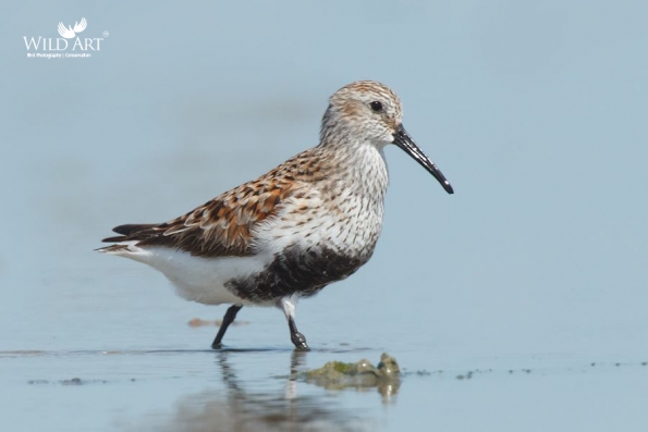 Sandpipers, Snipes (Scolopacidae)