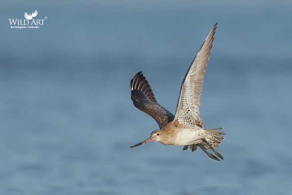 Sandpipers, Snipes (Scolopacidae)