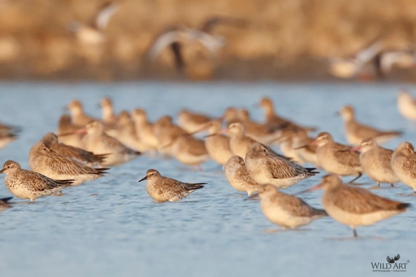 Sandpipers, Snipes (Scolopacidae)