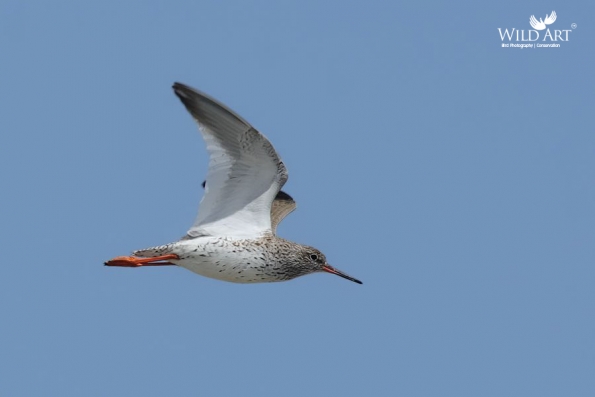 Sandpipers, Snipes (Scolopacidae)