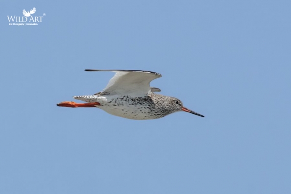 Sandpipers, Snipes (Scolopacidae)