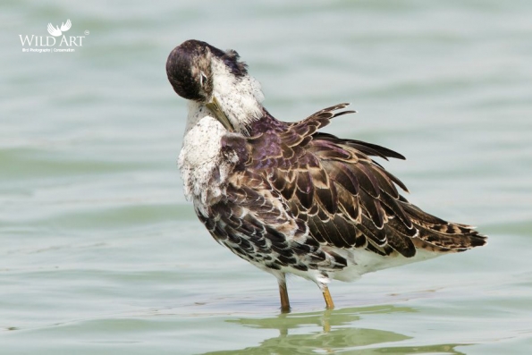 Sandpipers, Snipes (Scolopacidae)