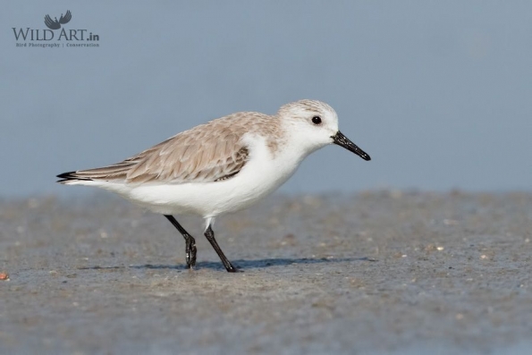 Sandpipers, Snipes (Scolopacidae)