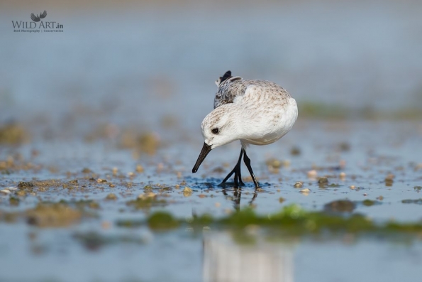 Sandpipers, Snipes (Scolopacidae)