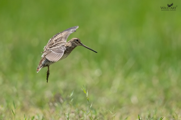 Sandpipers, Snipes (Scolopacidae)