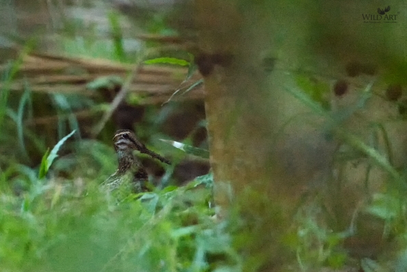 Sandpipers, Snipes (Scolopacidae)