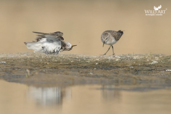 Sandpipers, Snipes (Scolopacidae)