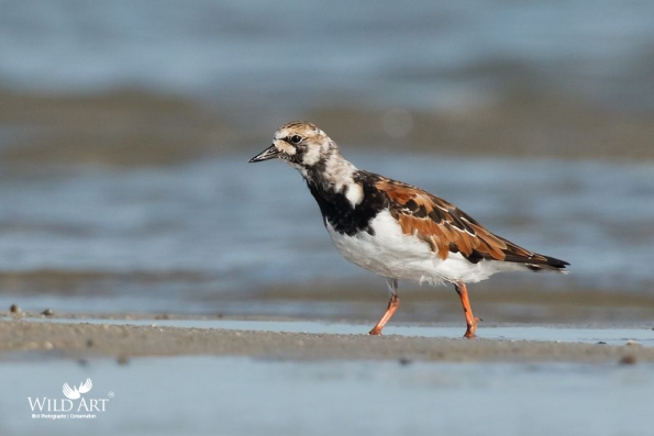 Sandpipers, Snipes (Scolopacidae)