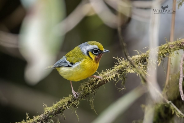 Shrike-babblers (Vireonidae)