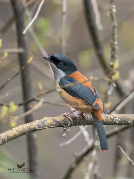 Shrike-babblers (Vireonidae)