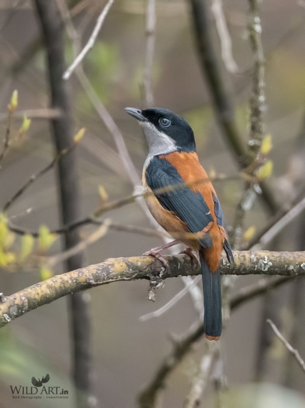 Shrike-babblers (Vireonidae)