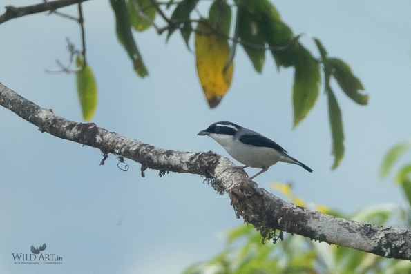 Shrike-babblers (Vireonidae)