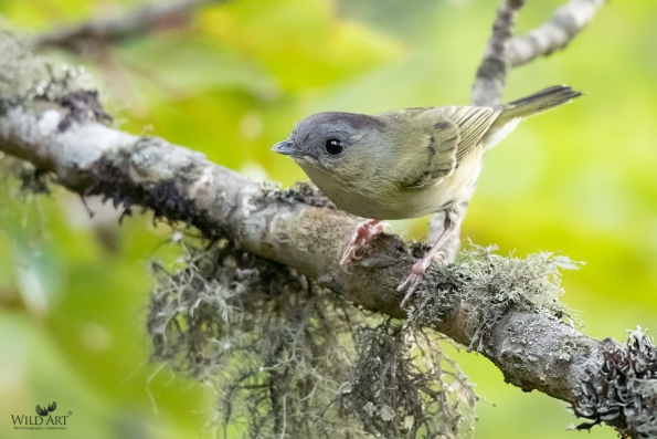 Shrike-babblers (Vireonidae)