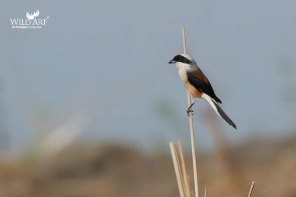 Bay-backed Shrike