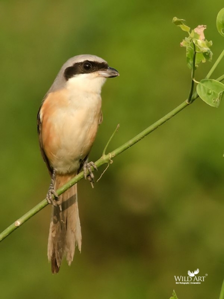 Long-tailed Shrike